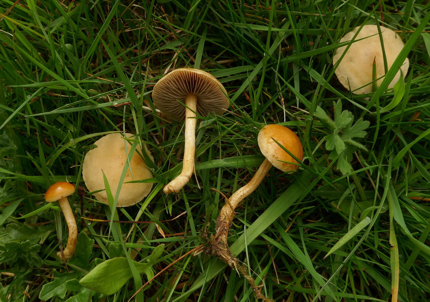 Photo by Jackie Ewan Agrocybe pediades by Jackie Ewan